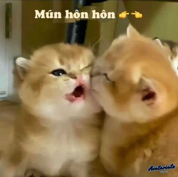 ảnh hôn troll – 12