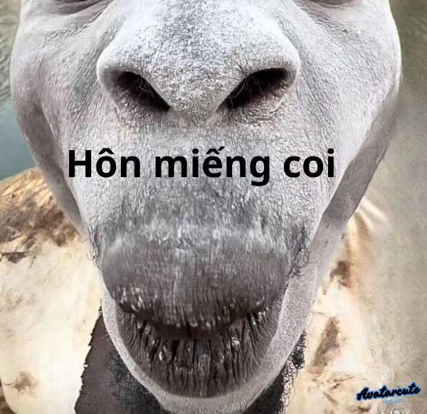 ảnh hôn troll miếng