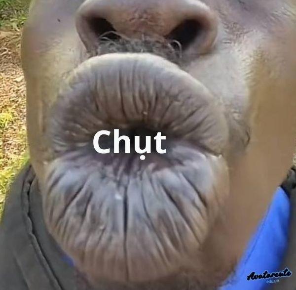 ảnh hôn troll môi đen