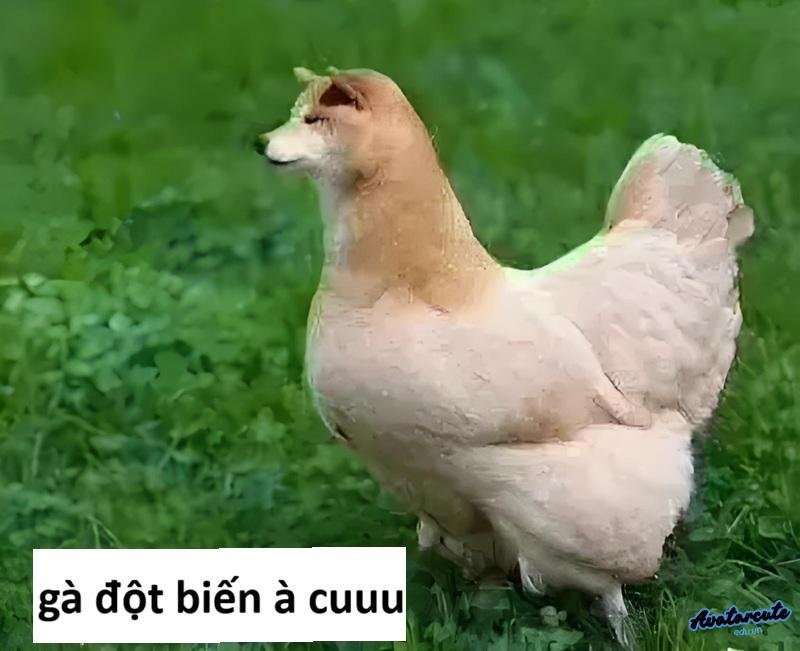 ảnh meme gà