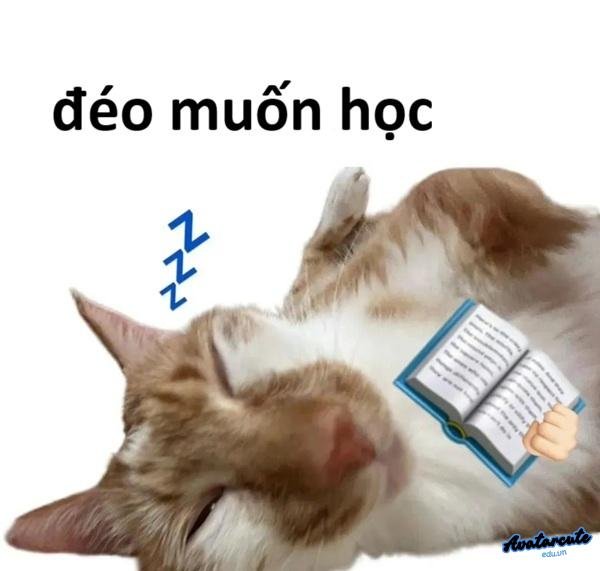 đéo muốn học bài