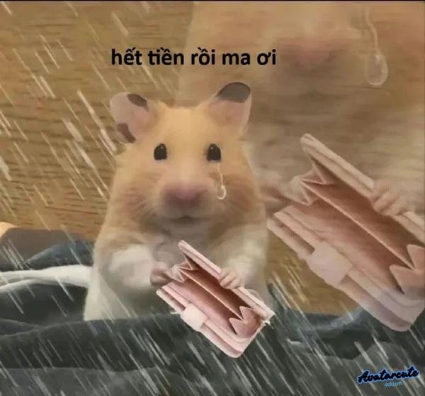 hết tiền rồi nha mn ơi