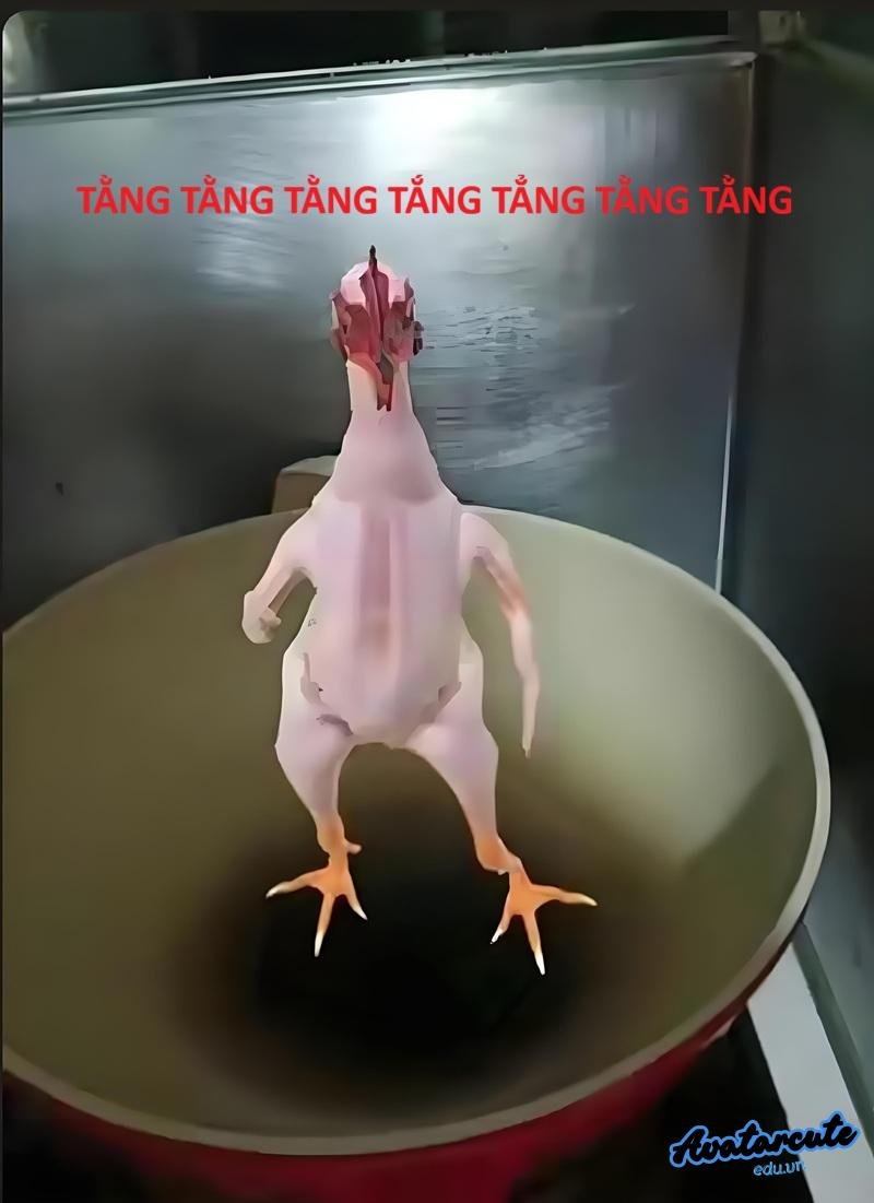 hinh ảnh meme gà