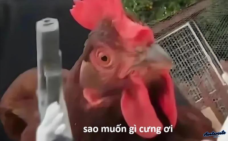 hình ảnh meme gà