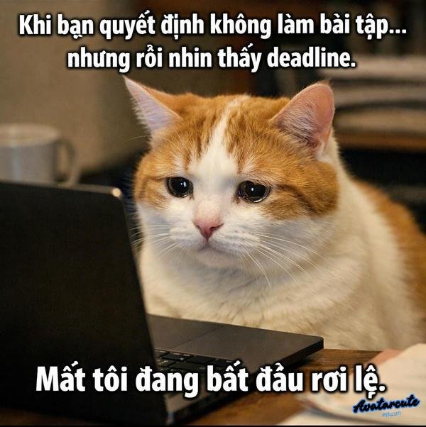 hình ảnh meme generator