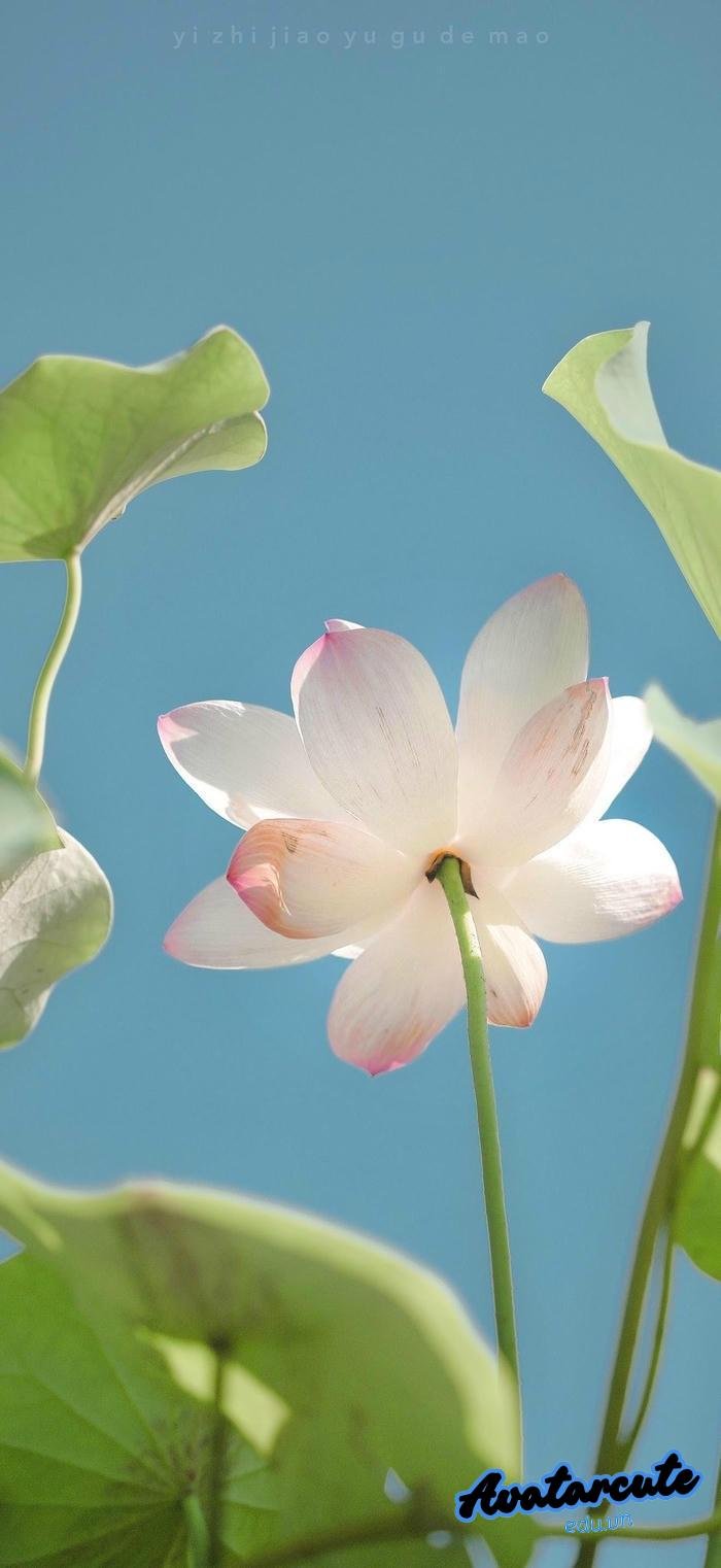 hình nền bình an cực nét full hd