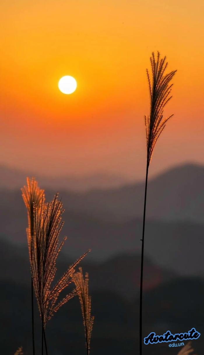 hình nền bình minh