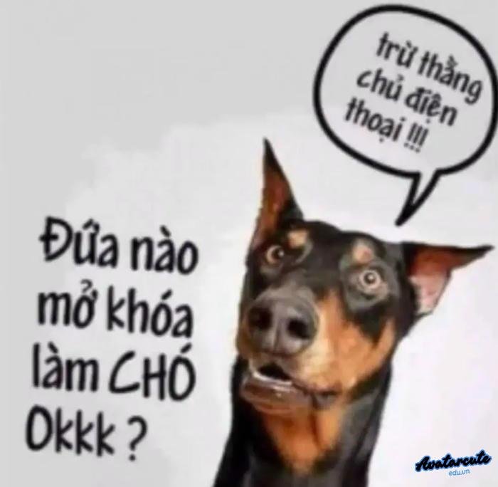 hình nền bỏ điện thoại tao xuống con chó