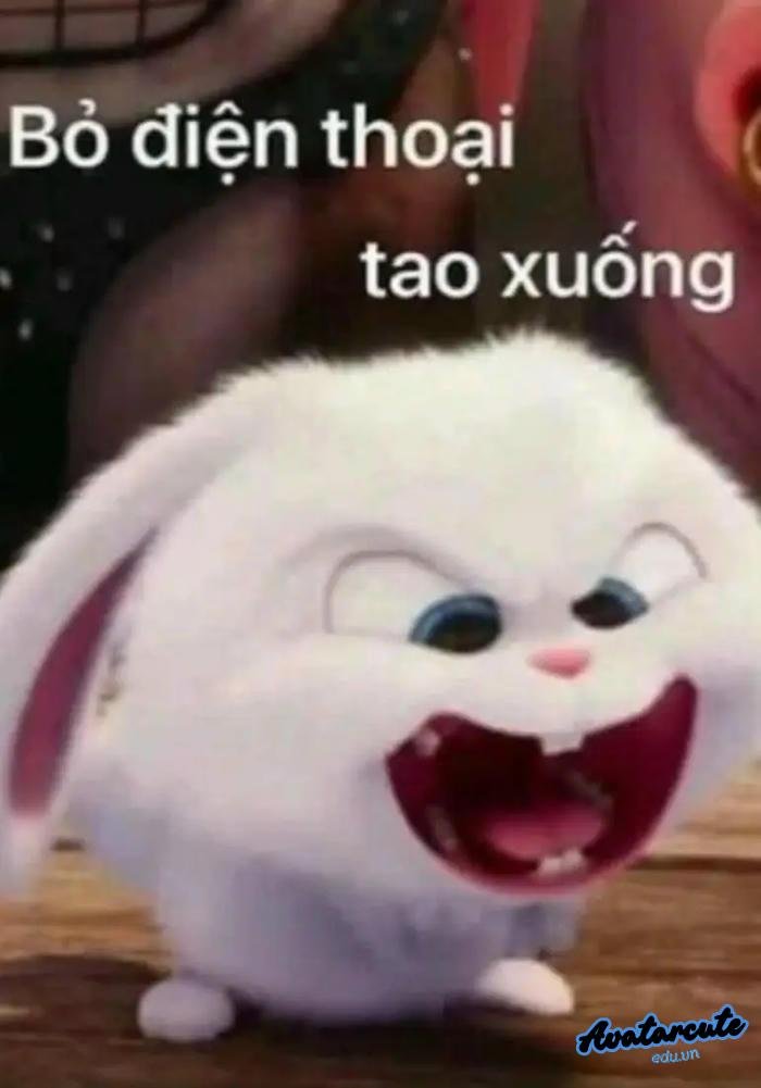 hình nền bỏ điện thoại tao xuống hài lắm