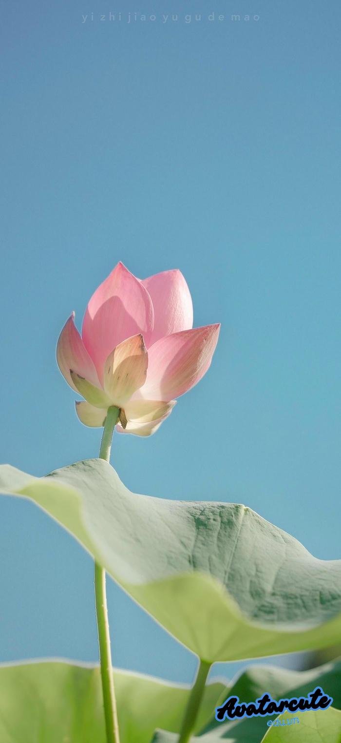 hình nền bông hoa chất lượng 4k