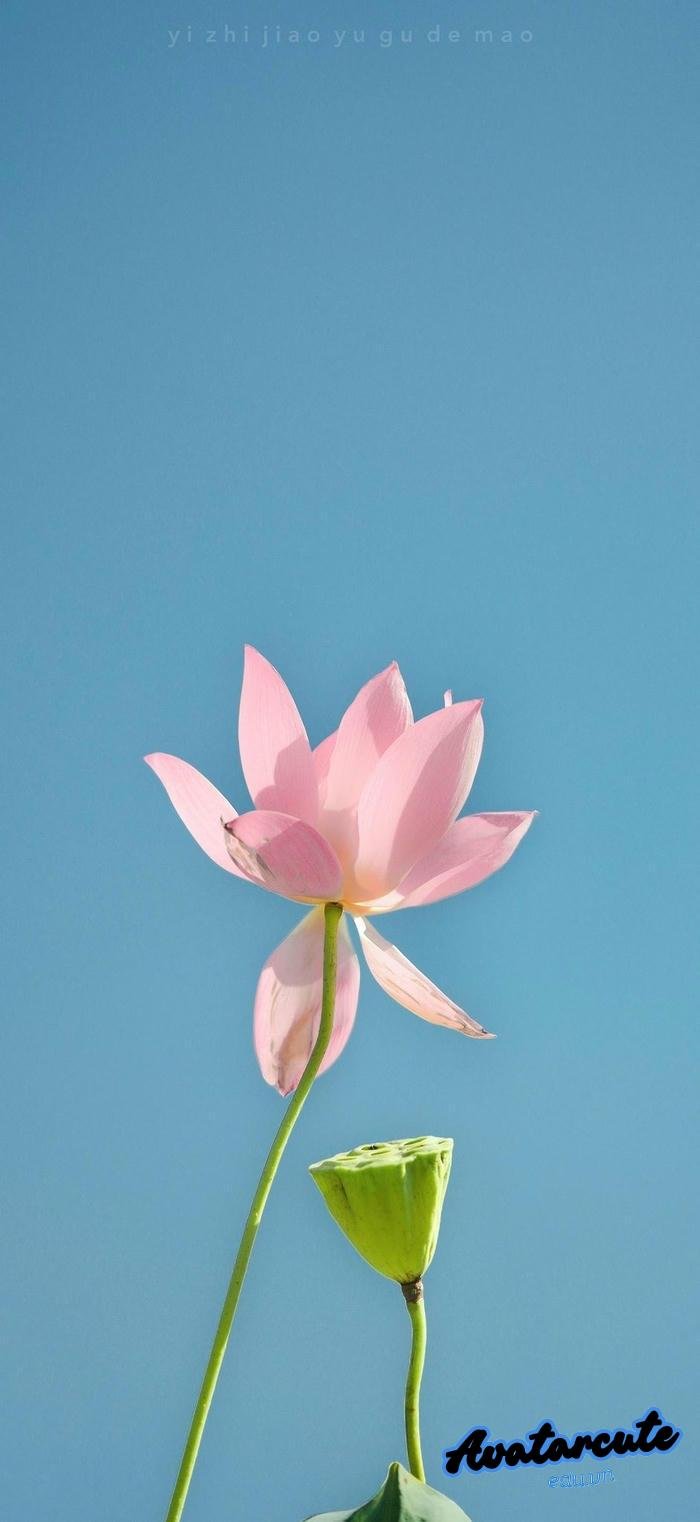 hình nền bông hoa cực nét hd