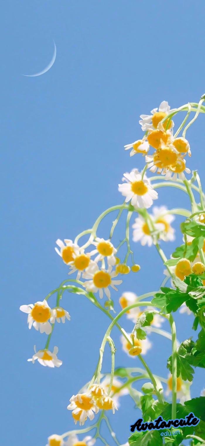 hình nền bông hoa đẹp 4k