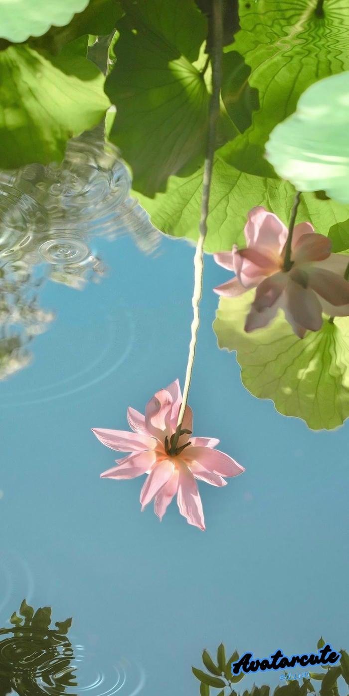 hình nền bông hoa đẹp full hd