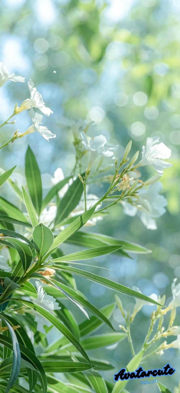 hình nền bông hoa đẹp nhất 4k