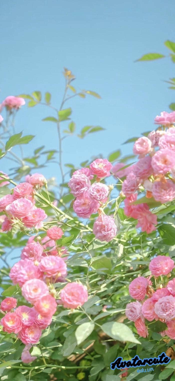 hình nền bông hoa hd siêu nét