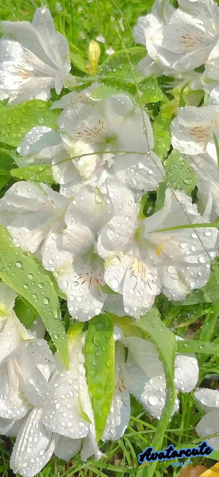 hình nền bông hoa nét