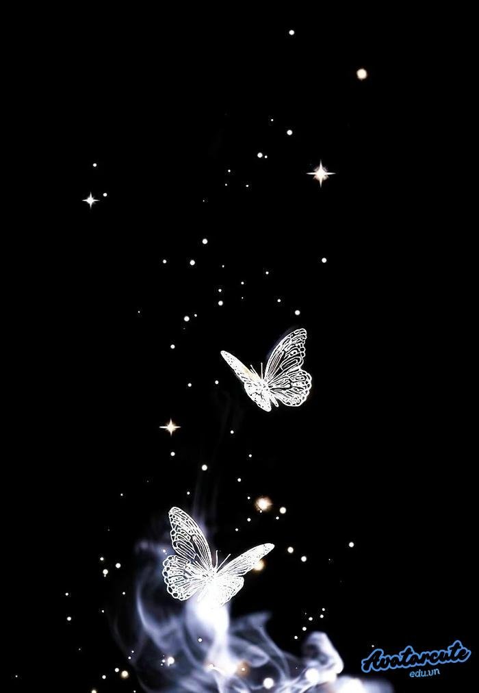 hình nền bướm cho máy tính hd