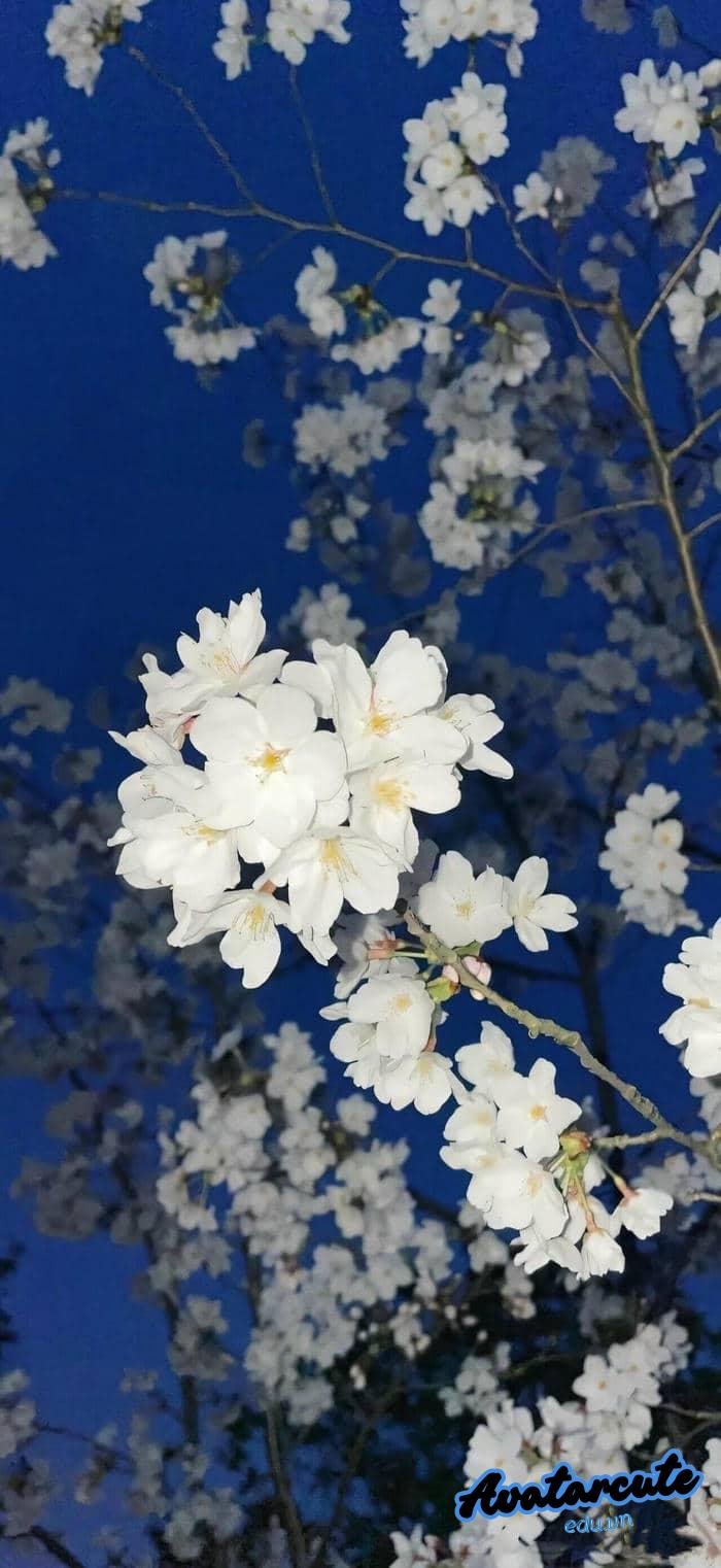 hình nền cảnh đẹp thiên nhiên 4k