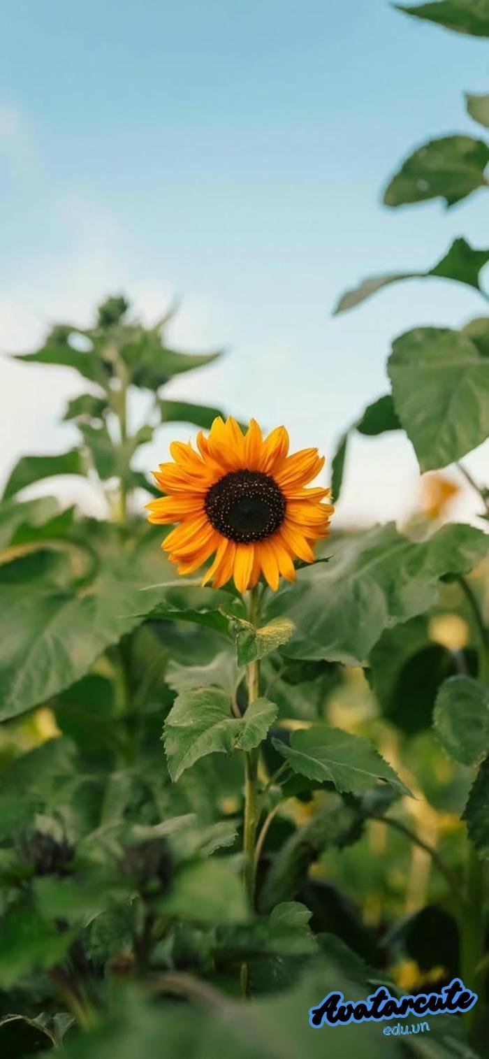 hình nền cảnh đẹp thiên nhiên cực nét hd