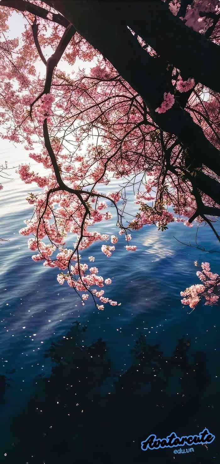 hình nền cảnh đẹp thiên nhiên đẹp full hd