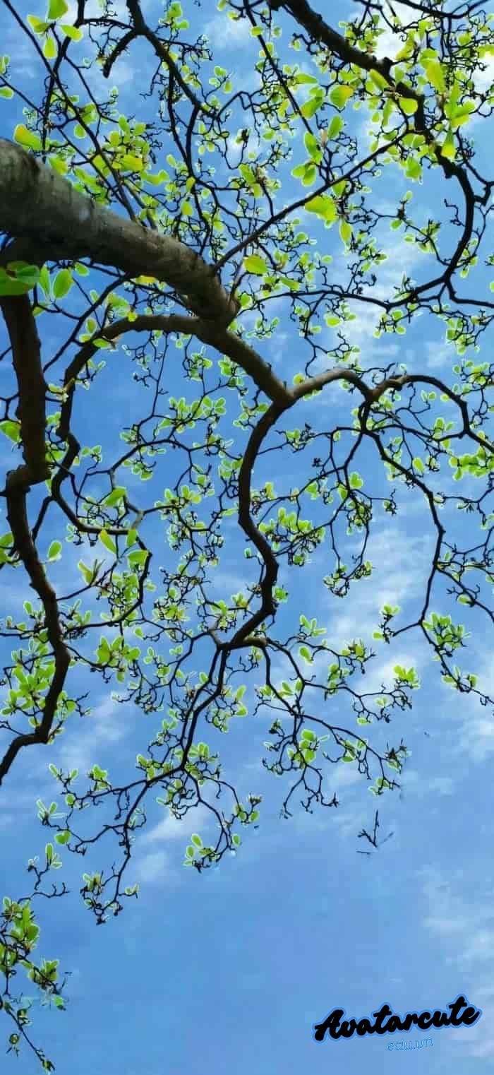 hình nền cảnh đẹp thiên nhiên đẹp hd