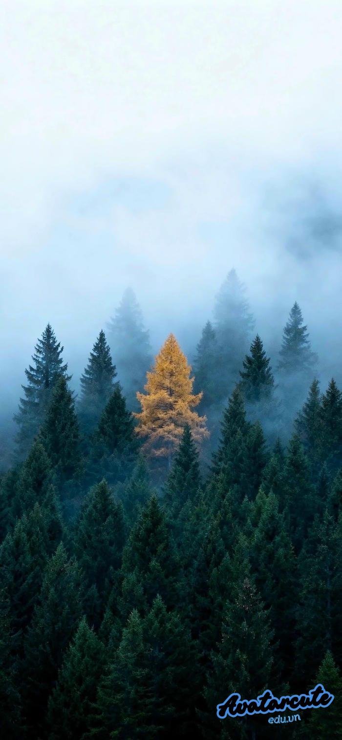 hình nền cảnh đẹp thiên nhiên đẹp nhất nét