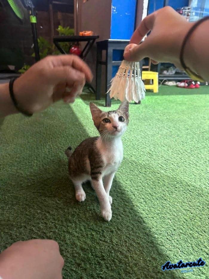 hình nền cầu lông đẹp full hd