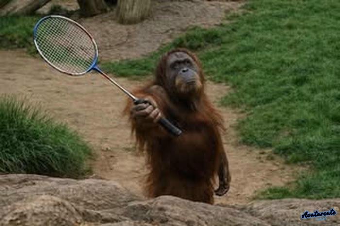 hình nền cầu lông ngầu 4k