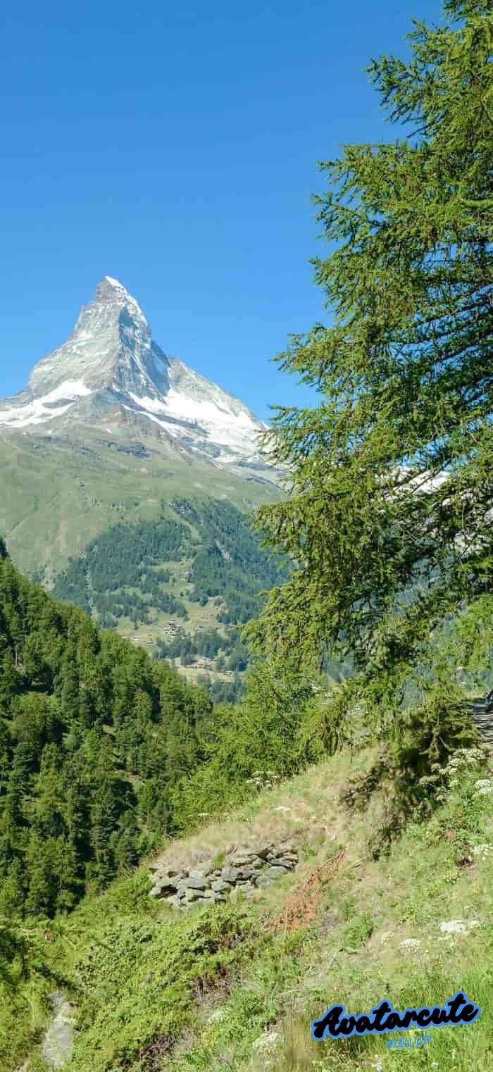 hình nền cây xanh 4k siêu nét