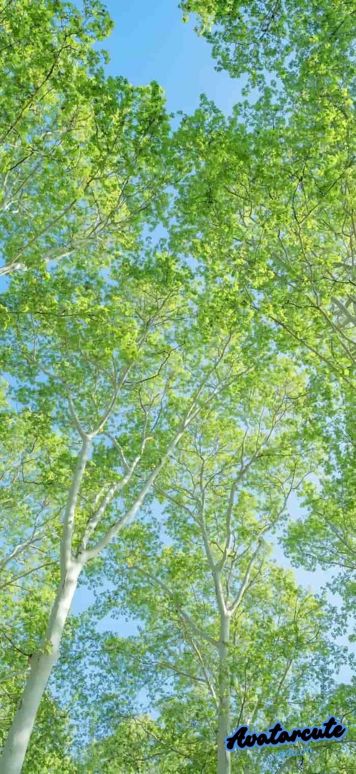 hình nền cây xanh chất lượng 4k