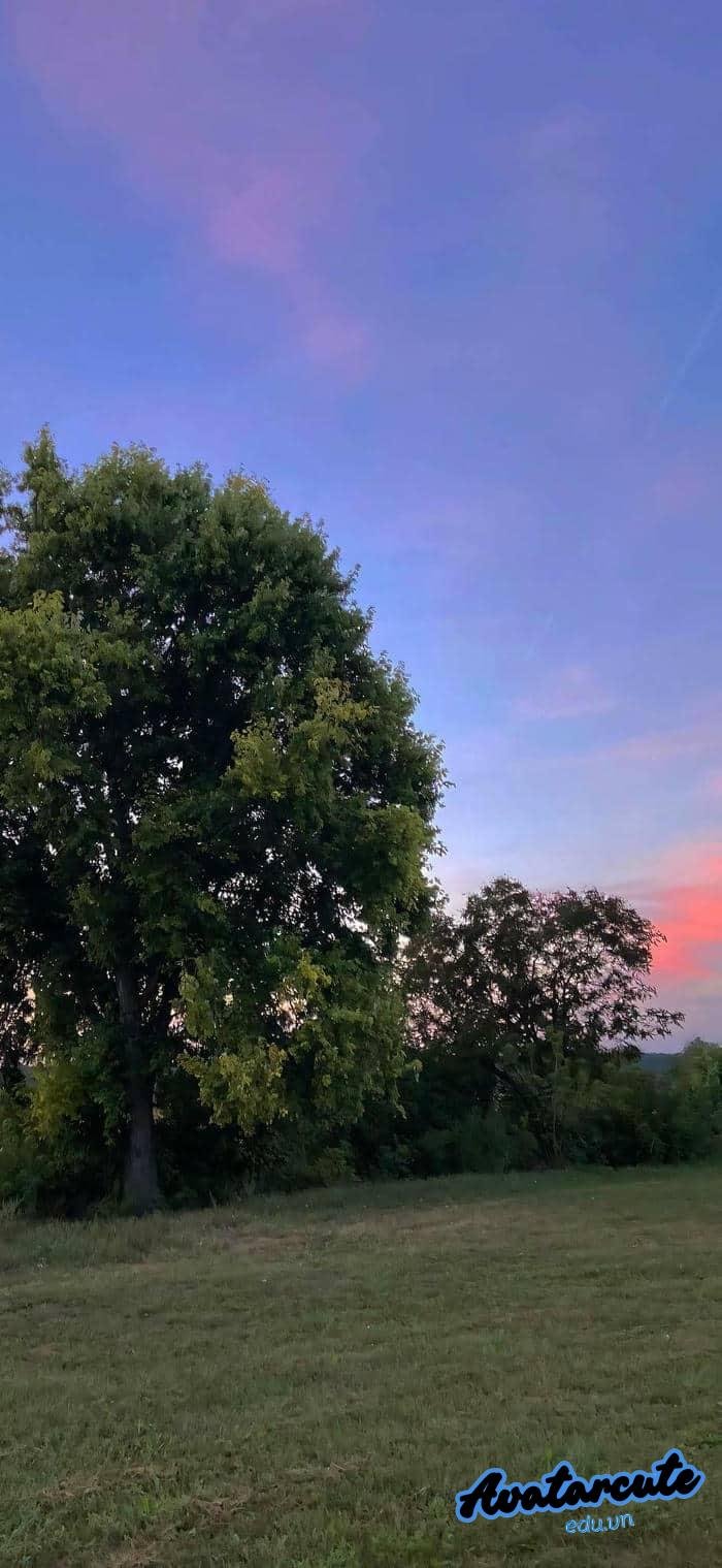 hình nền cây xanh chất lượng full hd