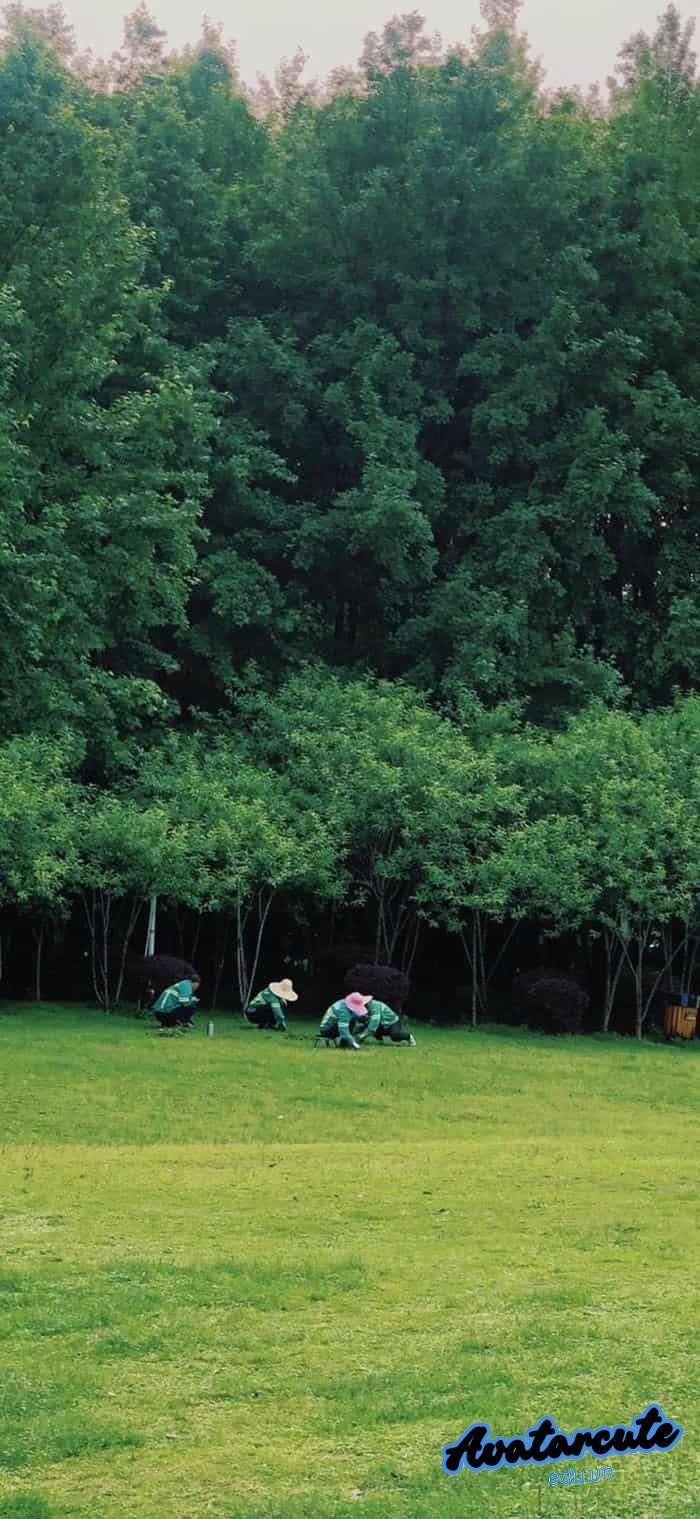 hình nền cây xanh chất lượng hd