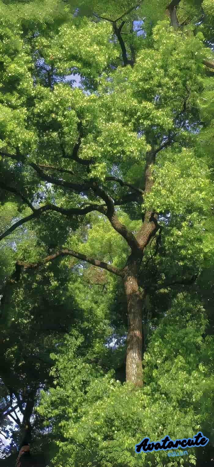 hình nền cây xanh cho điện thoại hd