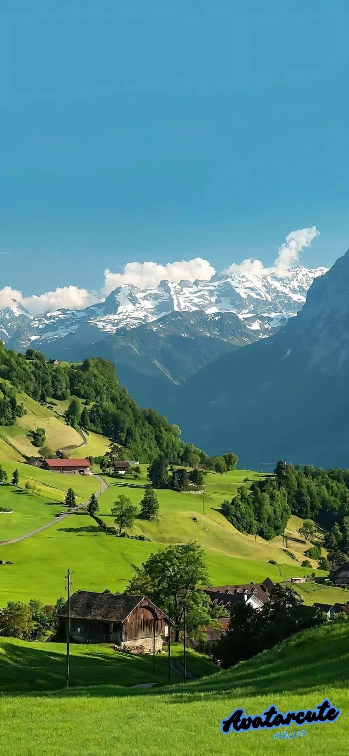 hình nền cây xanh cho máy tính 4k