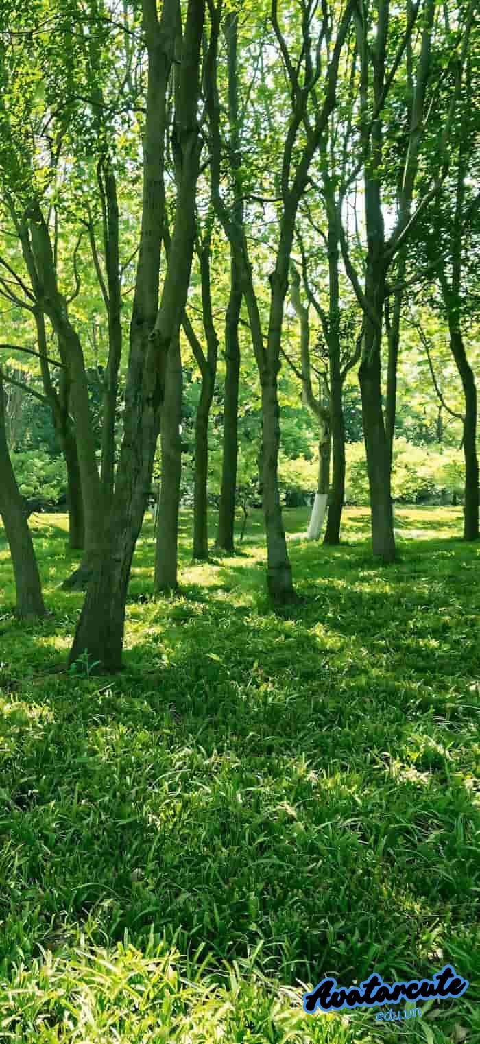 hình nền cây xanh đẹp 4k