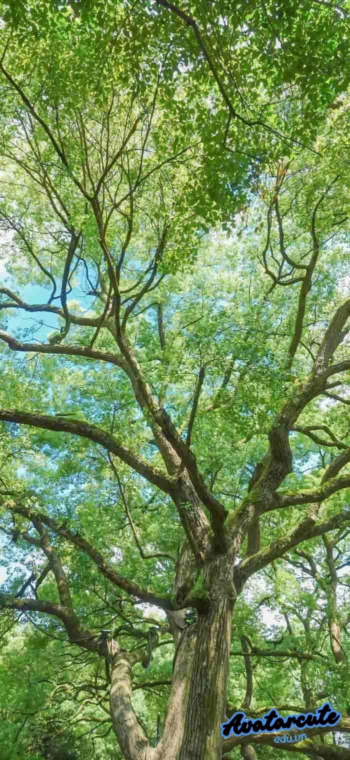 hình nền cây xanh đẹp full hd