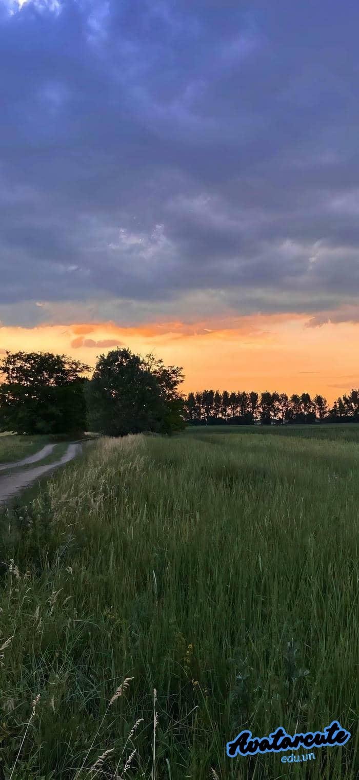 hình nền cây xanh đẹp hd