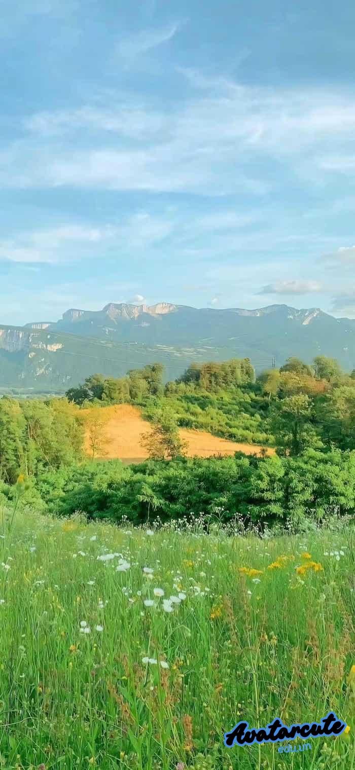 hình nền cây xanh đẹp nét