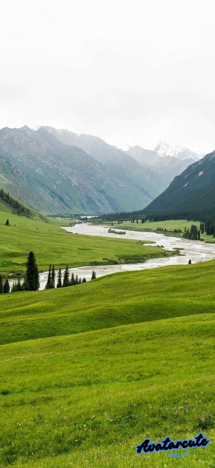 hình nền cây xanh đẹp nhất full hd