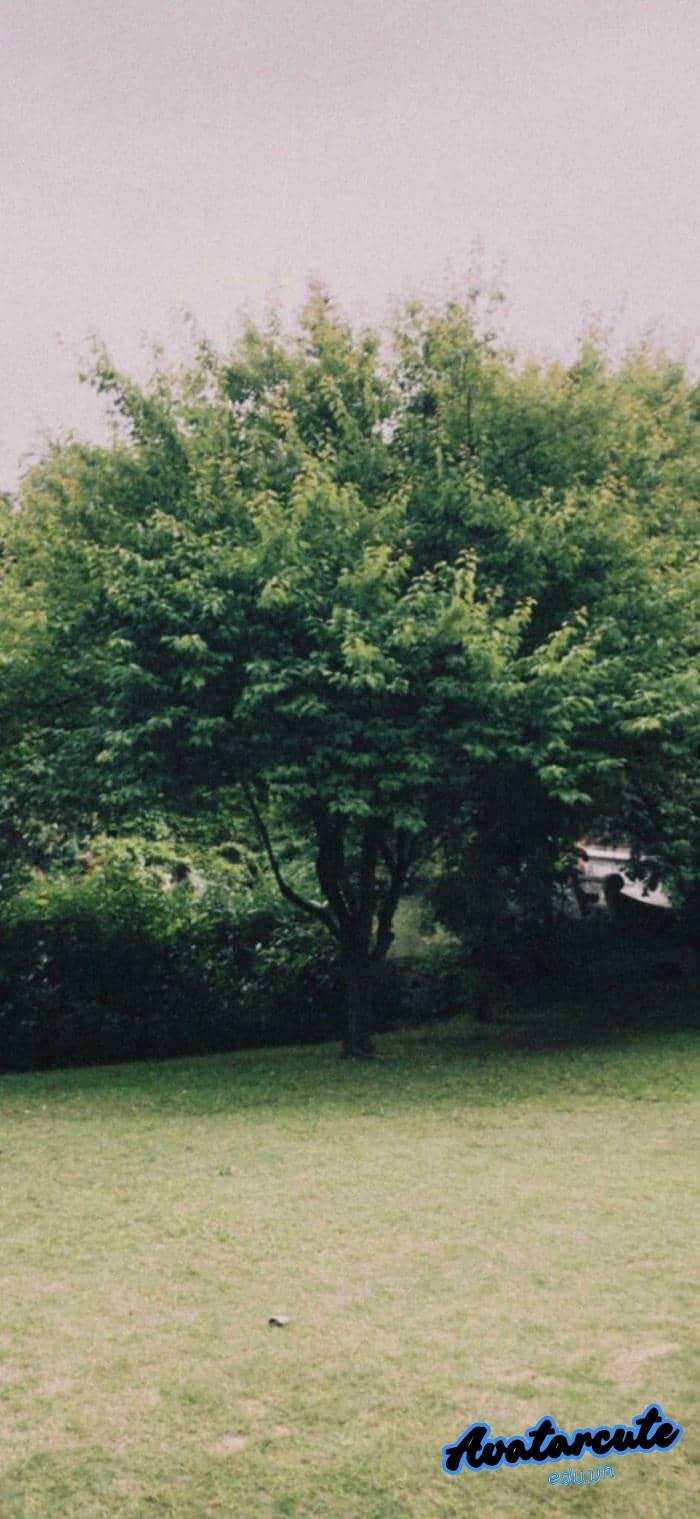 hình nền cây xanh đẹp