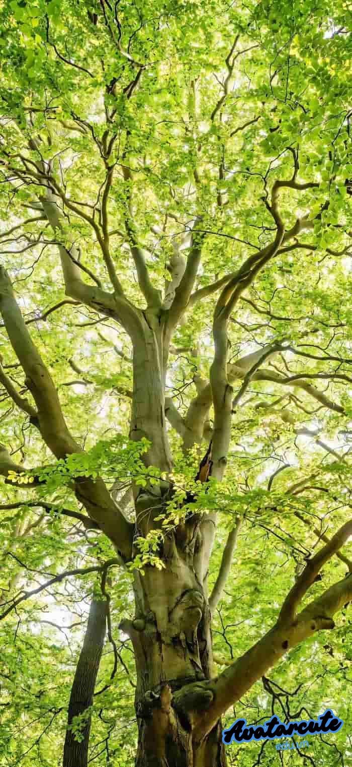 hình nền cây xanh full hd siêu nét