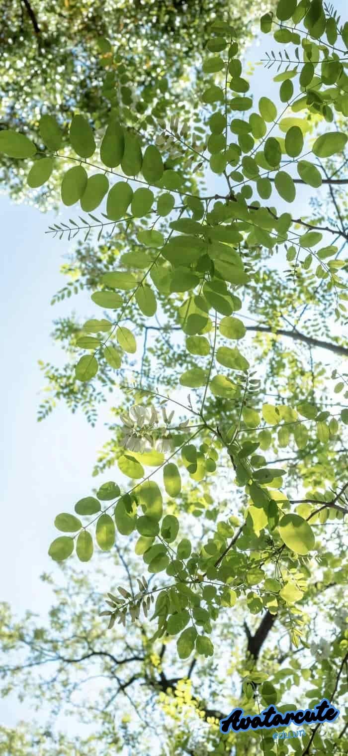 hình nền cây xanh nét