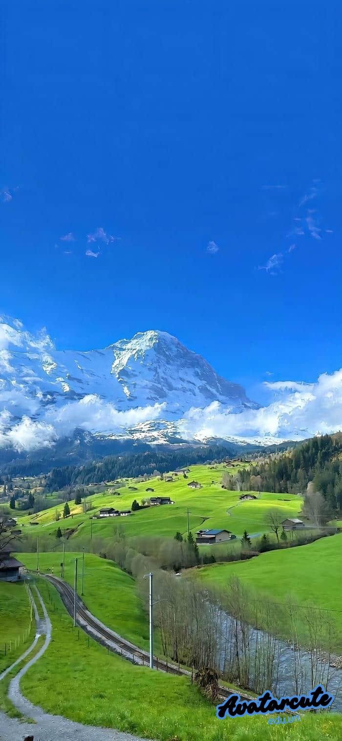 hình nền cây xanh nghệ thuật 4k