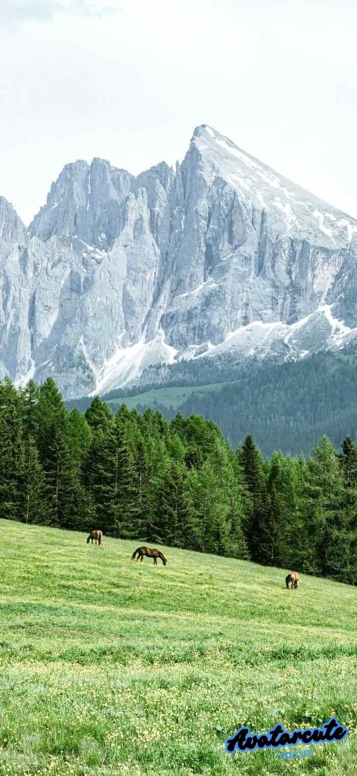 hình nền cây xanh nghệ thuật full hd