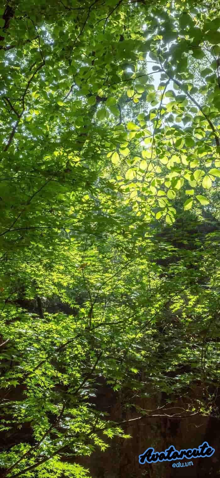 hình nền cây xanh nghệ thuật hd