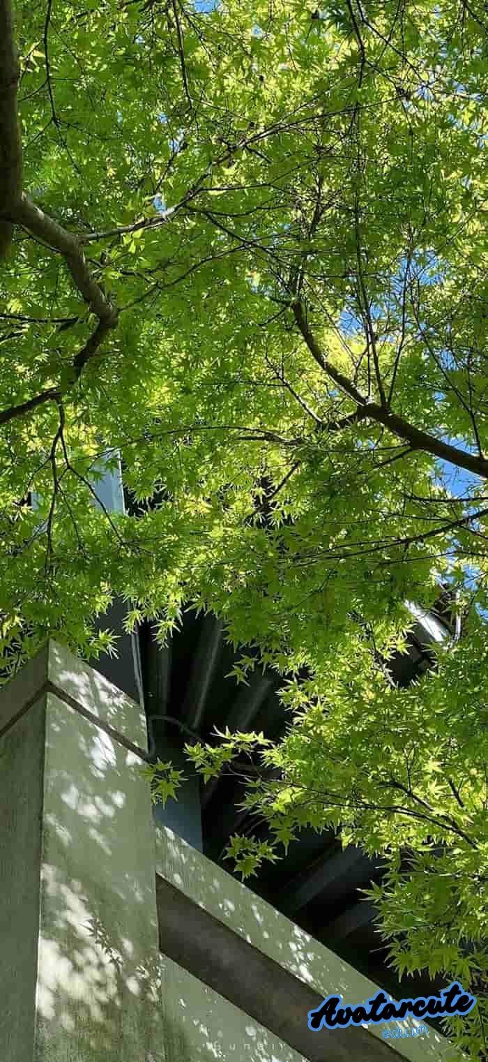 hình nền cây xanh siêu nét 4k