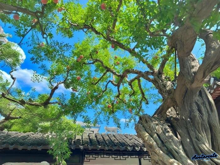 hình nền cây xanh tối giản 4k