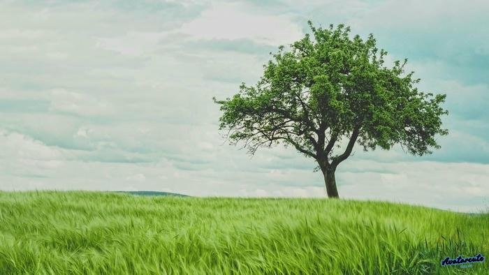 hình nền cây xanh tối giản hd