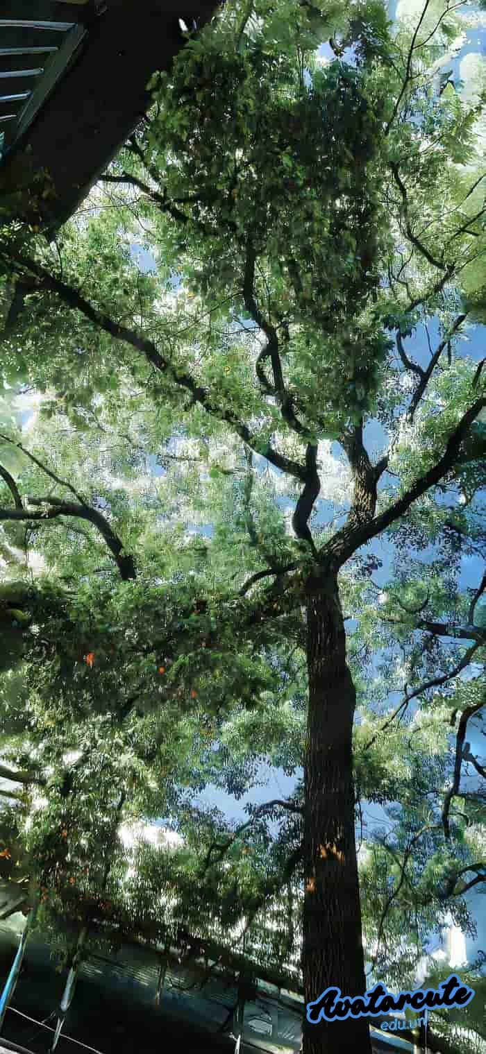 hình nền cây xanh trong nắng 4k