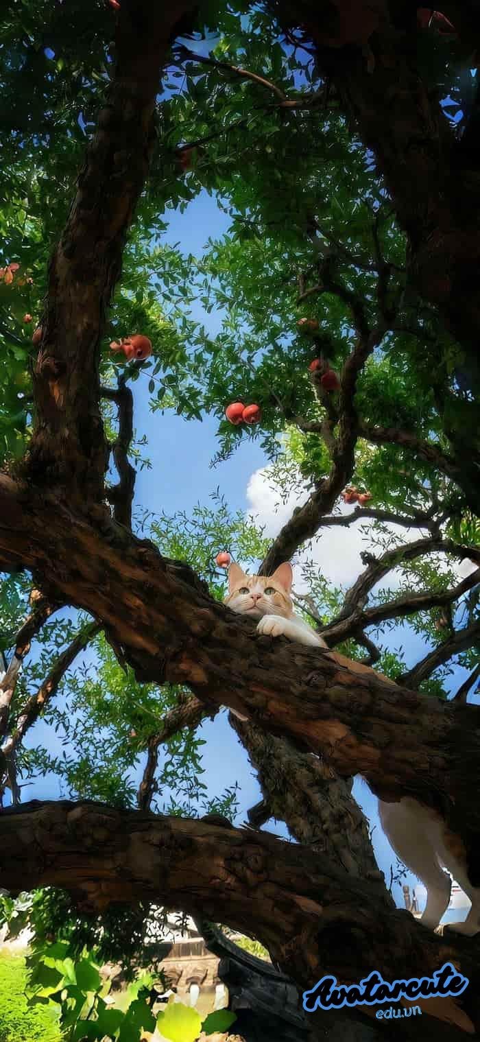 hình nền cây xanh trong nắng full hd